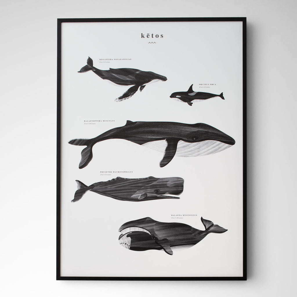whale species poster